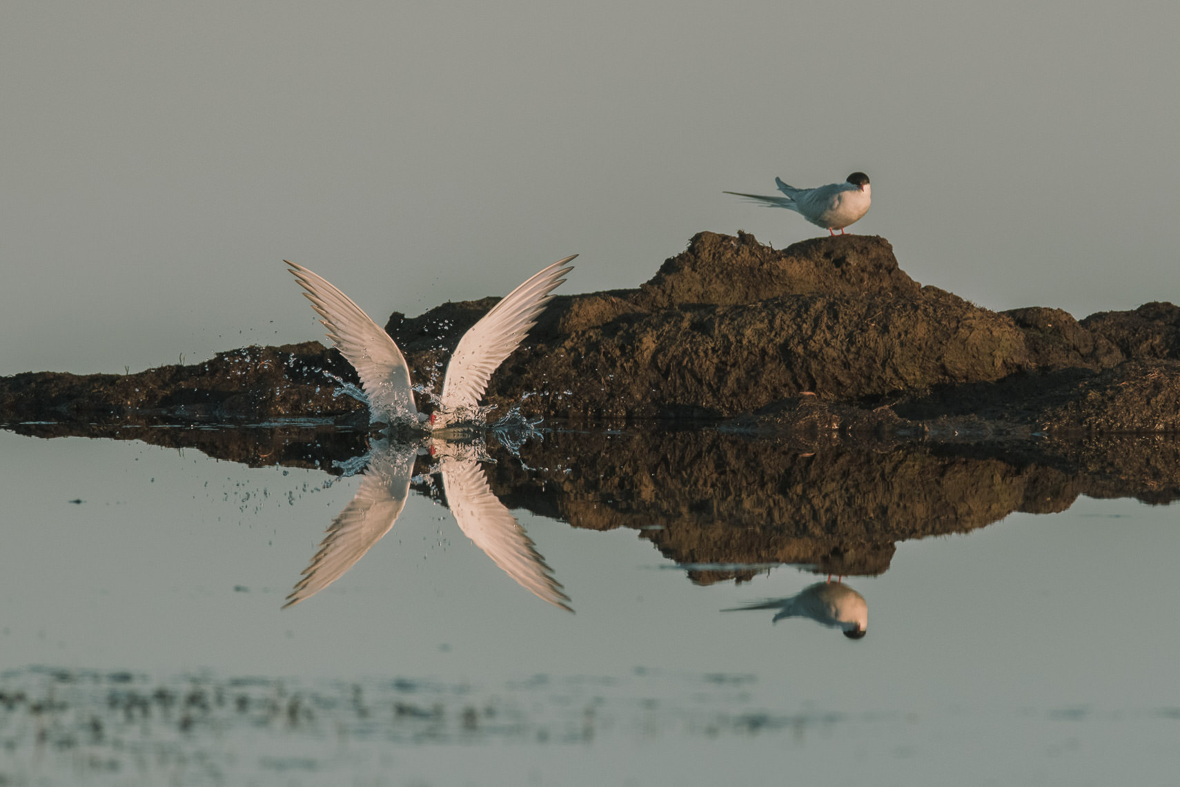 Arctic Terns, Fishing Reflection