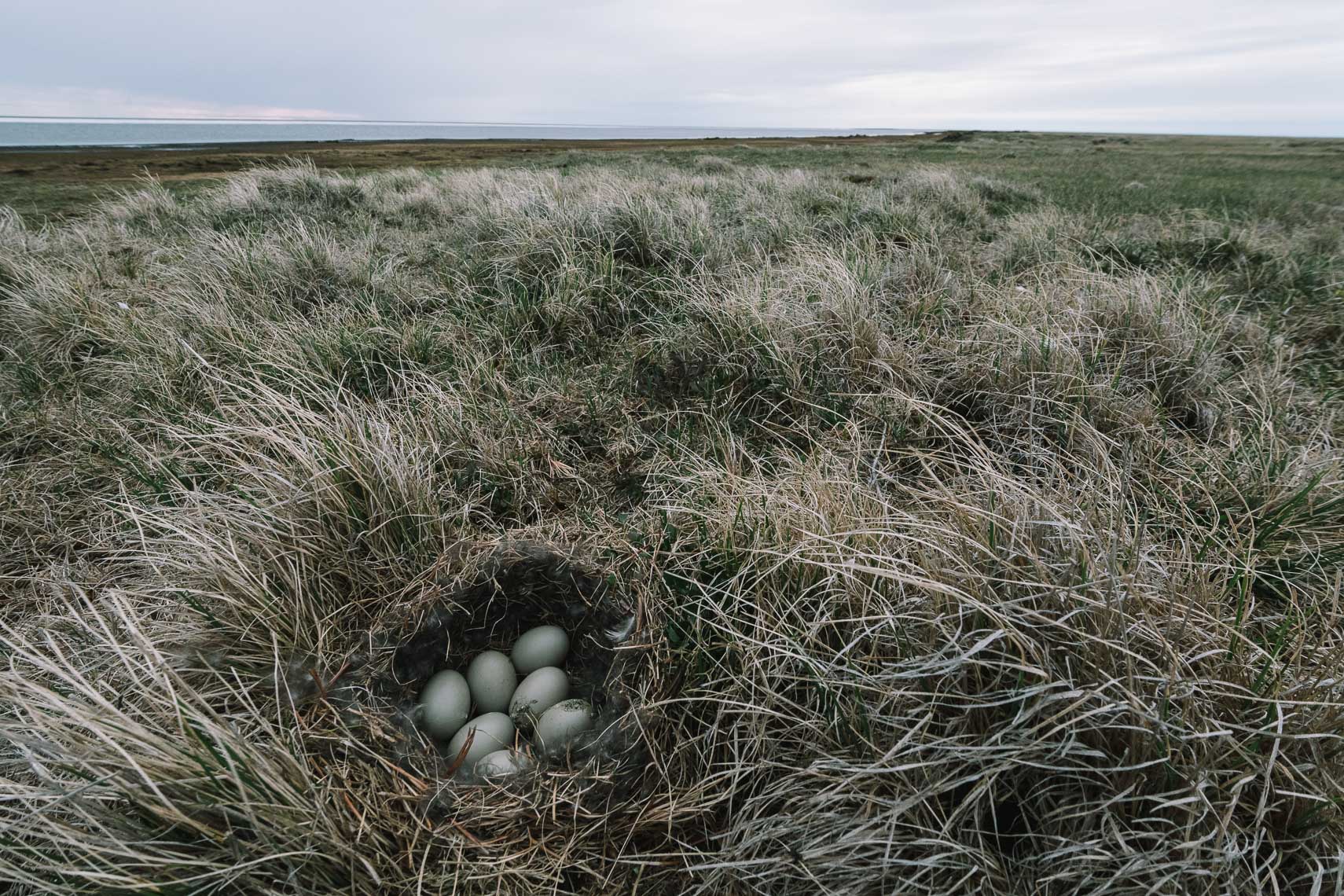 Snow Goose Nest, Tundra Camoflauge